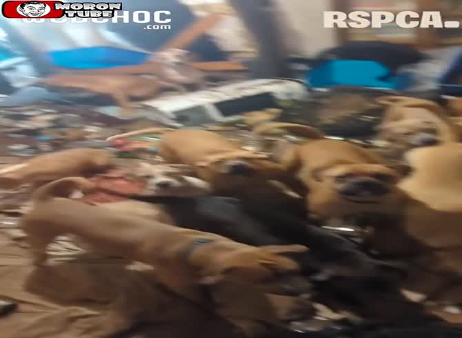 Video :Animal mistreatment in Walsall is horrifying